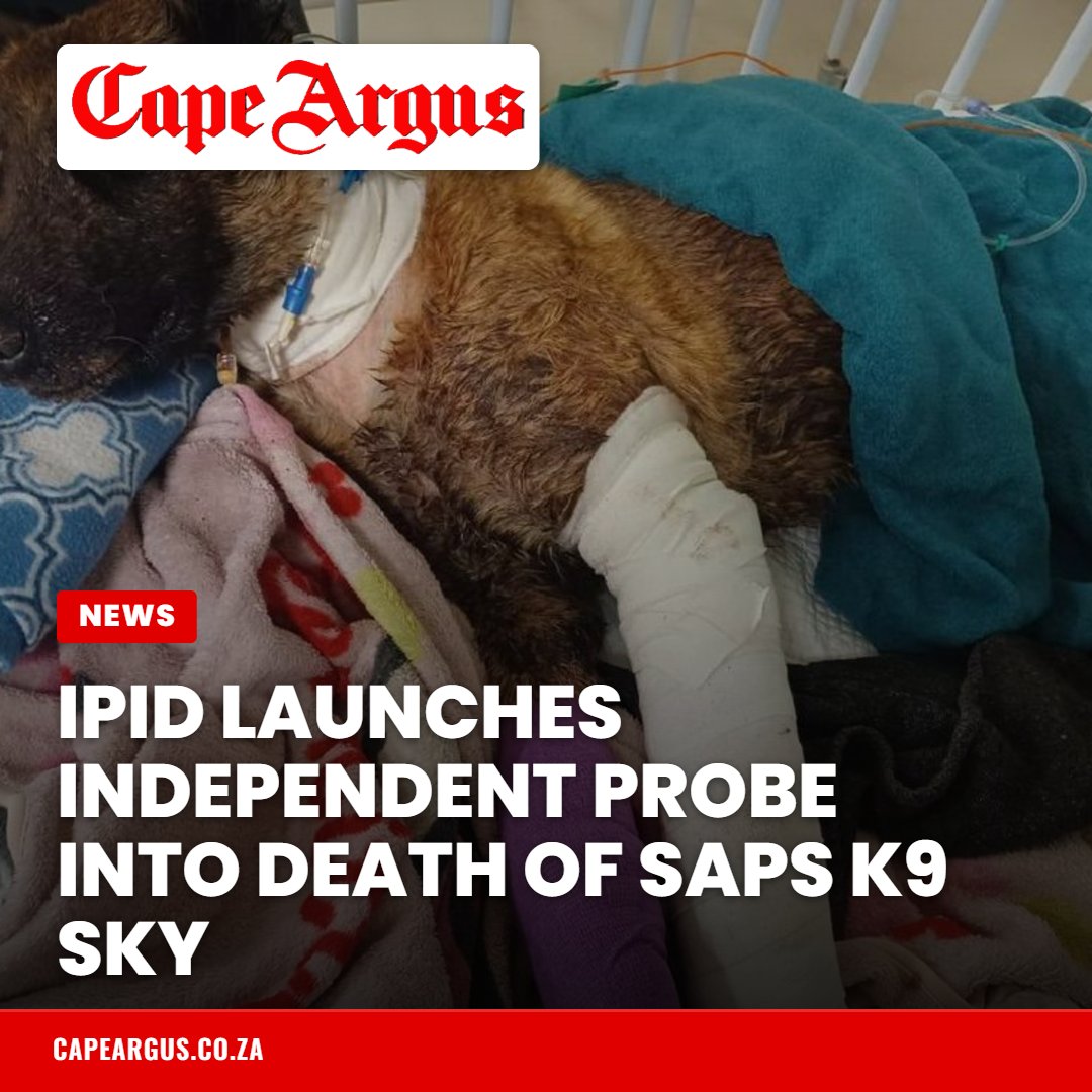 TheCapeArgus's tweet photo. IPID has launched an independent investigation into the injuries and death of SAPS service dog Sky, who was euthanised after suffering severe injuries while in police care.
Read more: https://t.co/AA4kkmWH87
#K9Sky #IPID #SAPS #AnimalWelfare #CapeArgus https://t.co/R9ENsXDOVX