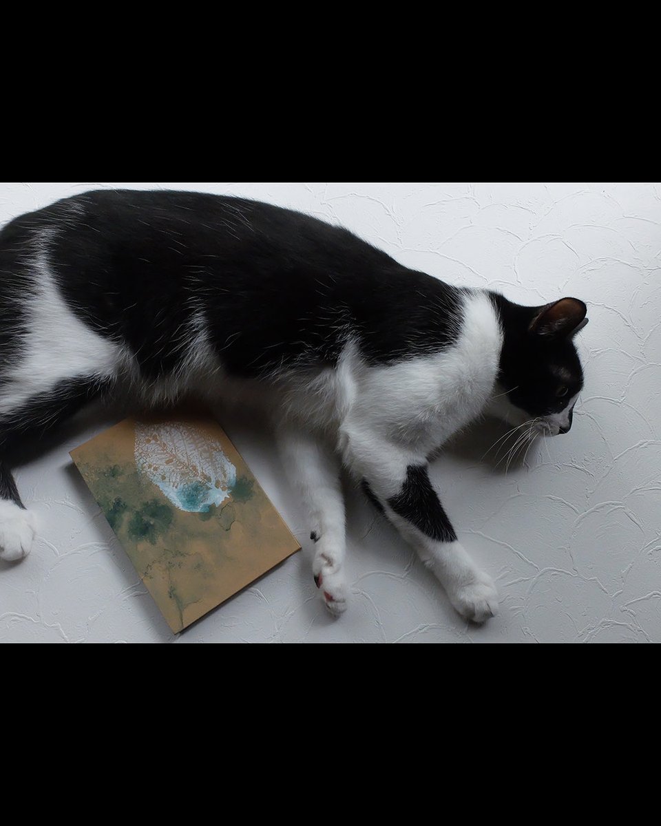 suzumeyabooks's tweet photo. オンラインショップに御朱印帖とにじみのLLサイズ(B6サイズ)を追加しました。
商品画像のなかの猫探しもお楽しみください。 https://t.co/hhqqAwaQJY