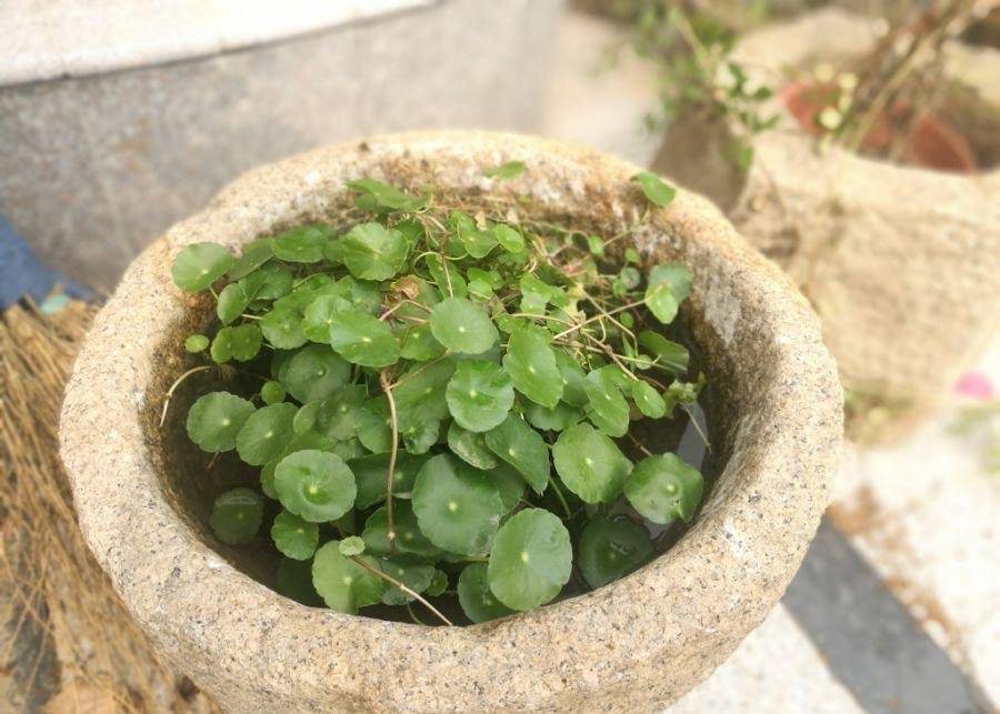wa01676540's tweet photo. Turn an old tin can into a cute hanging planter in 5 mins – no fancy tools needed! ， https://t.co/K9cgwpiWBS