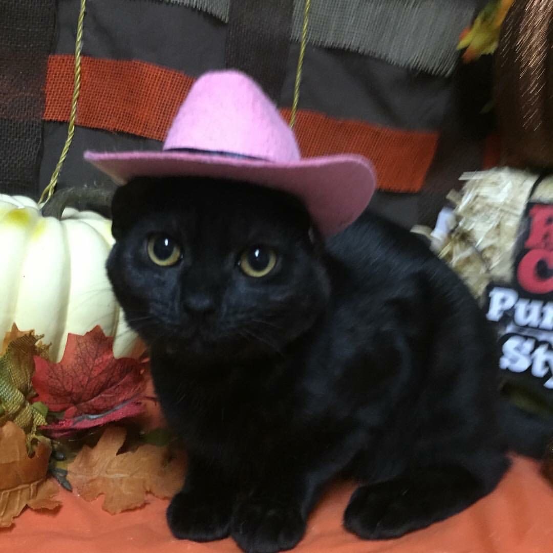 iwtvlcats's tweet photo. https://t.co/emGM0SiIFb