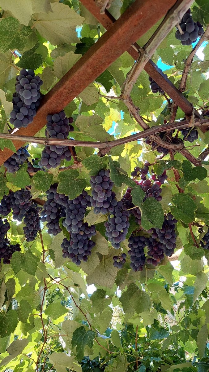 Alexandramap3's tweet photo. 🍇 Dealurile Moldovei se schimbă în fiecare toamnă: viile se umplu de struguri, iar recolta începe.
Toamna în Moldova are propriul ei peisaj. 🍇

#Moldova #Vineyards #Struguri #Autumn https://t.co/Rko4RlRWuC