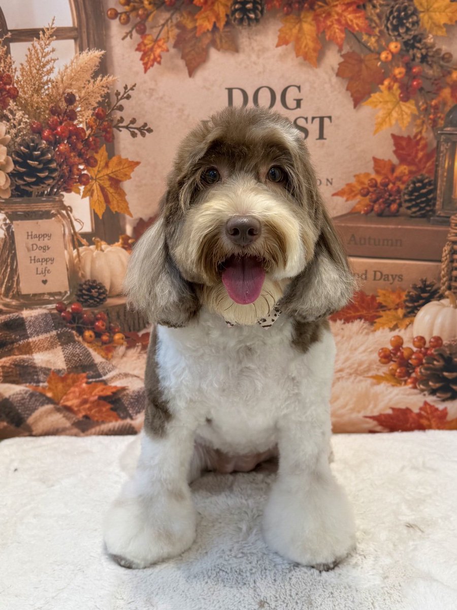 the_cavapoo tweet picture