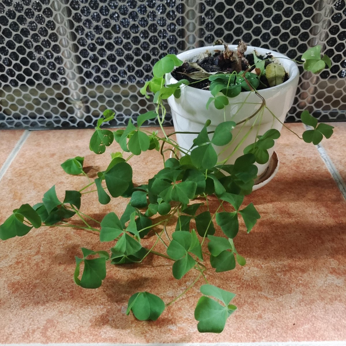 Bintangtablo's tweet photo. Caught my desk plant stealing my office staples to “sew” its leaves together after a wind gust—now I’m leaving extra in a little “plant supply box” labeled “please u0026 thank you, green roommate” https://t.co/ZMdTMtxi9e