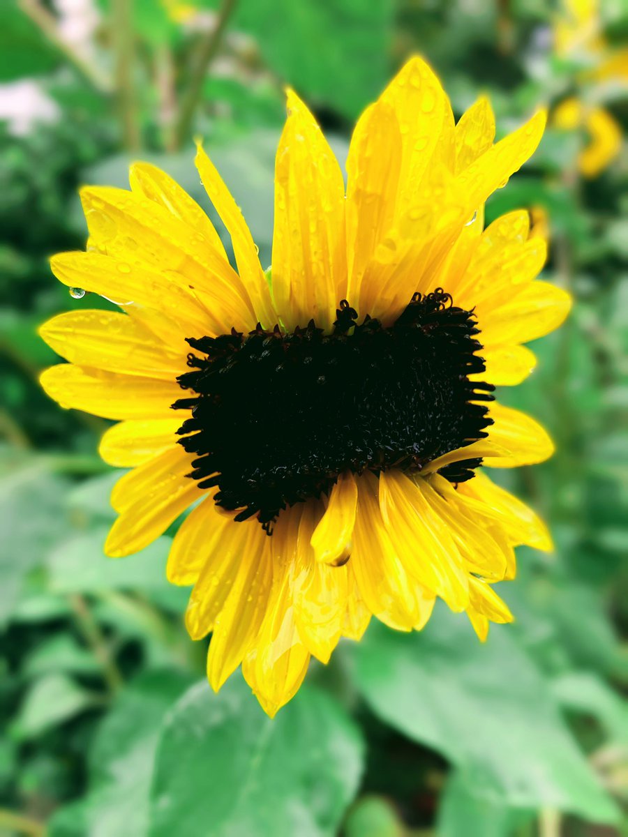 biro_biro02's tweet photo. ふたり共３３号打ったんだって？くっつき過ぎだよ！🐰🌻🌻🐢

#とある公園 https://t.co/bGOXSwjxnV
