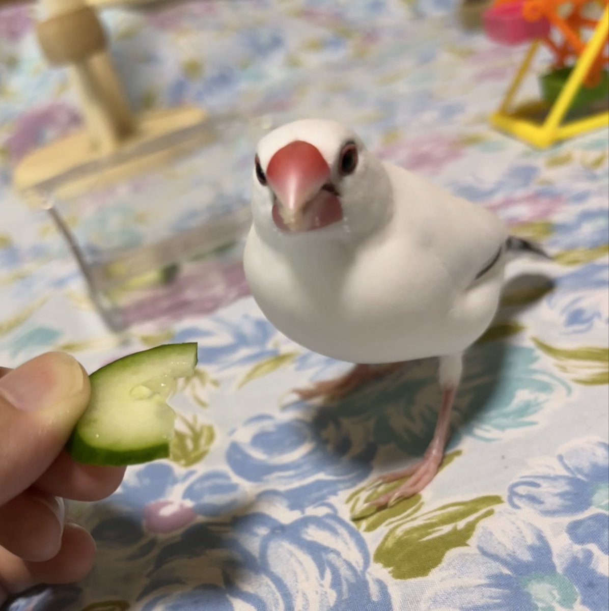 linlinlambuncho's tweet photo. きゅうりが美味しくて寄り目になってる😊
#文鳥 https://t.co/eh7QFdd9wl