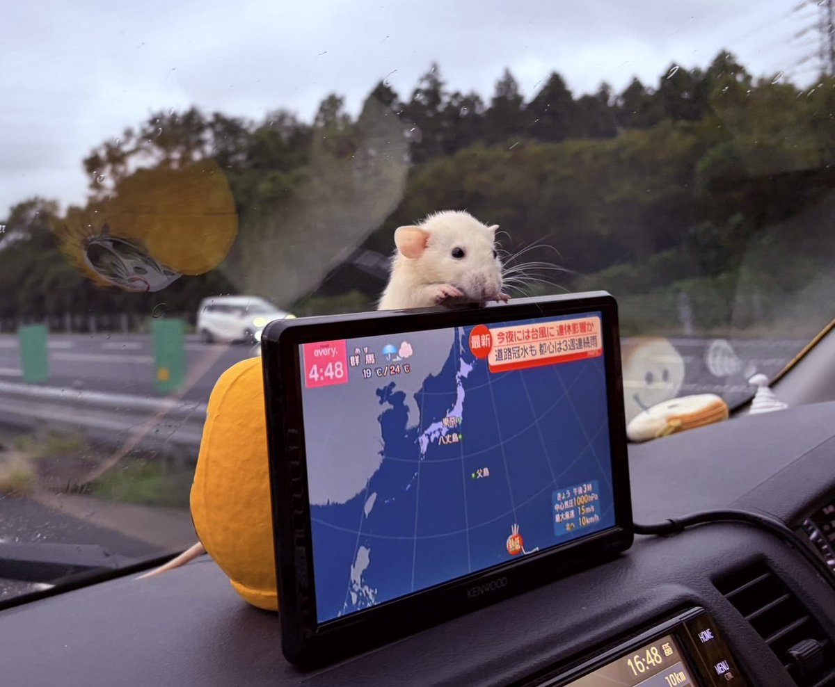 yy9144's tweet photo. 園児に大人気の、ネズミのチッポくん❤️ https://t.co/CwOurYz8LZ