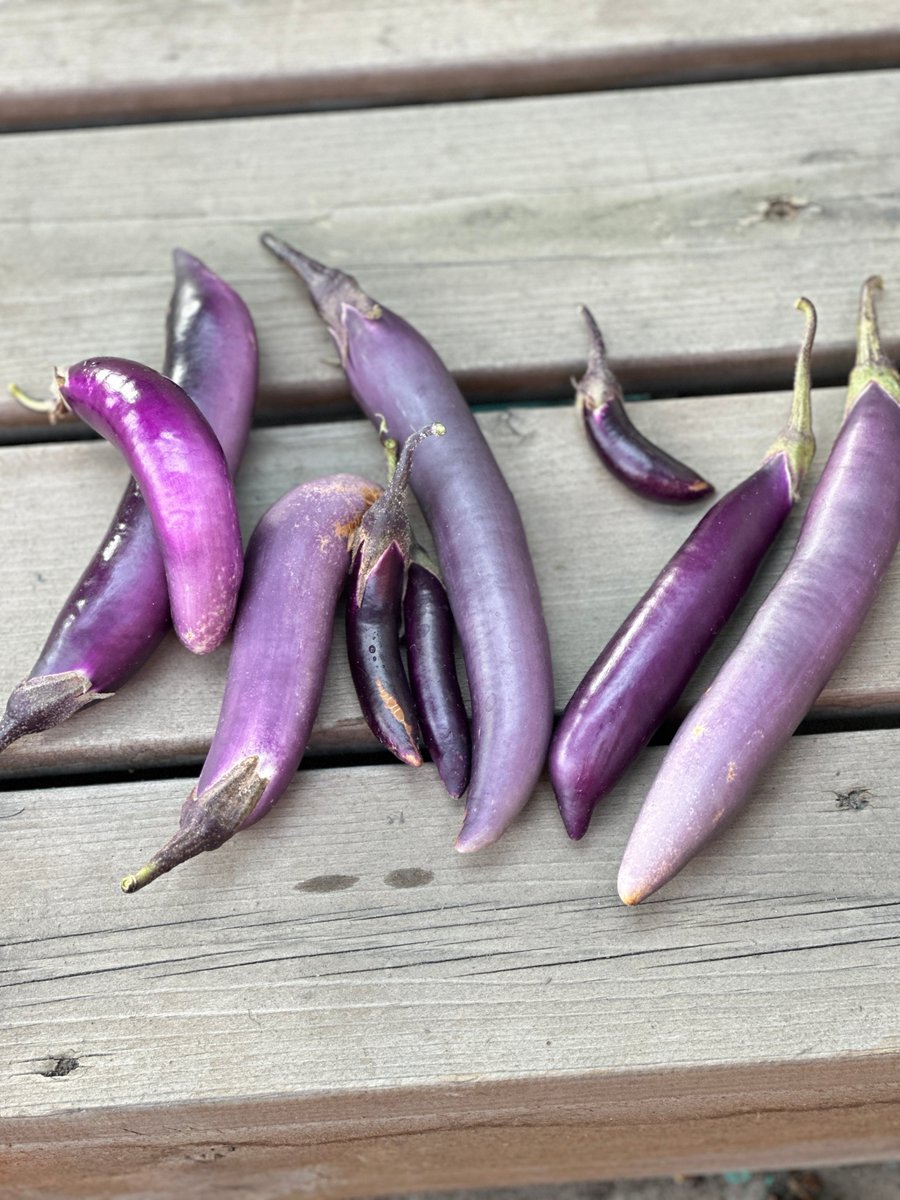 SyarifZulfi2's tweet photo. Community Garden Volunteer Day this Sat (9am-12pm)! Help plant veggies, chat with neighbors, and take home fresh herbs. All tools u0026 snacks provided—see you there!， https://t.co/WpWOFARo7e