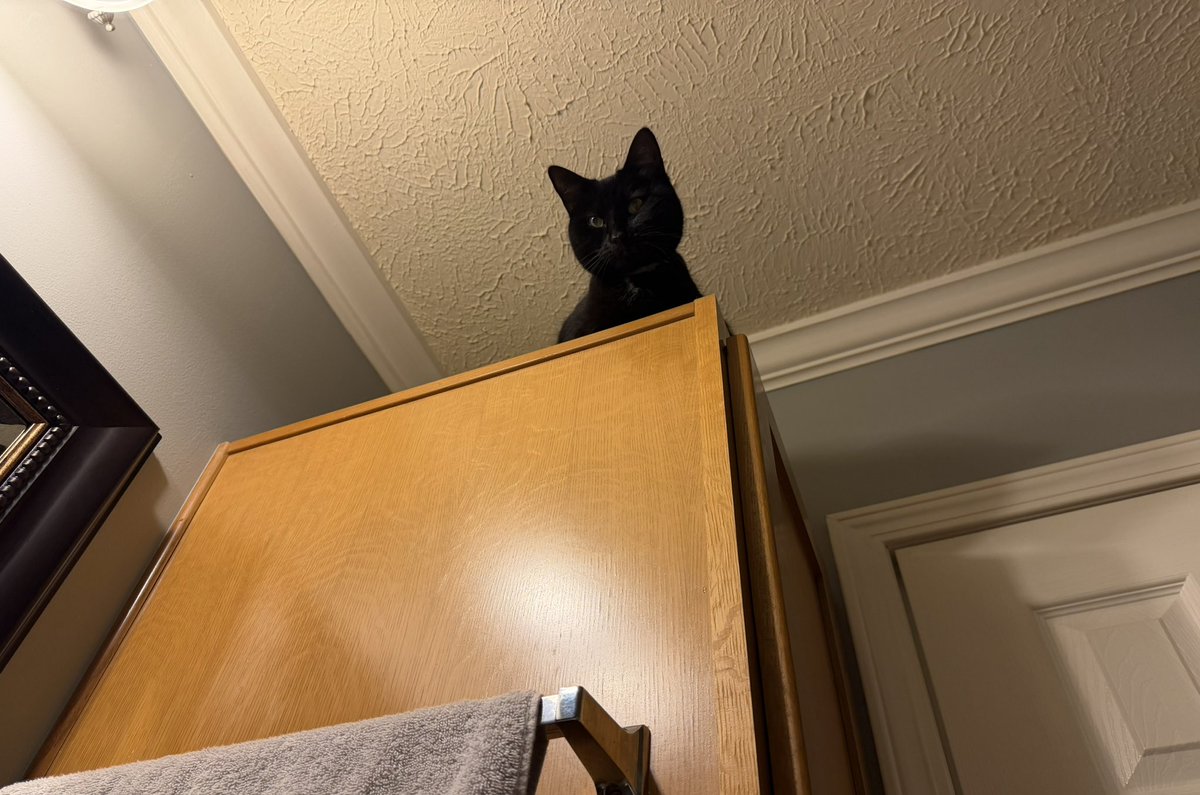 247razz's tweet photo. Happy Wednesday 🐈‍⬛ https://t.co/wuwTZsRKr1