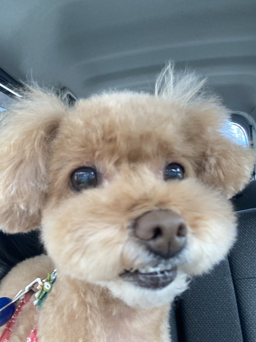 yuhaappy16's tweet photo. トリミングしたてのうちの子ですかわいい泣きそう。。 https://t.co/ljRhpCsUz8