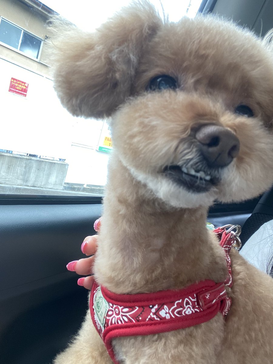 yuhaappy16's tweet photo. トリミングしたてのうちの子ですかわいい泣きそう。。 https://t.co/ljRhpCsUz8