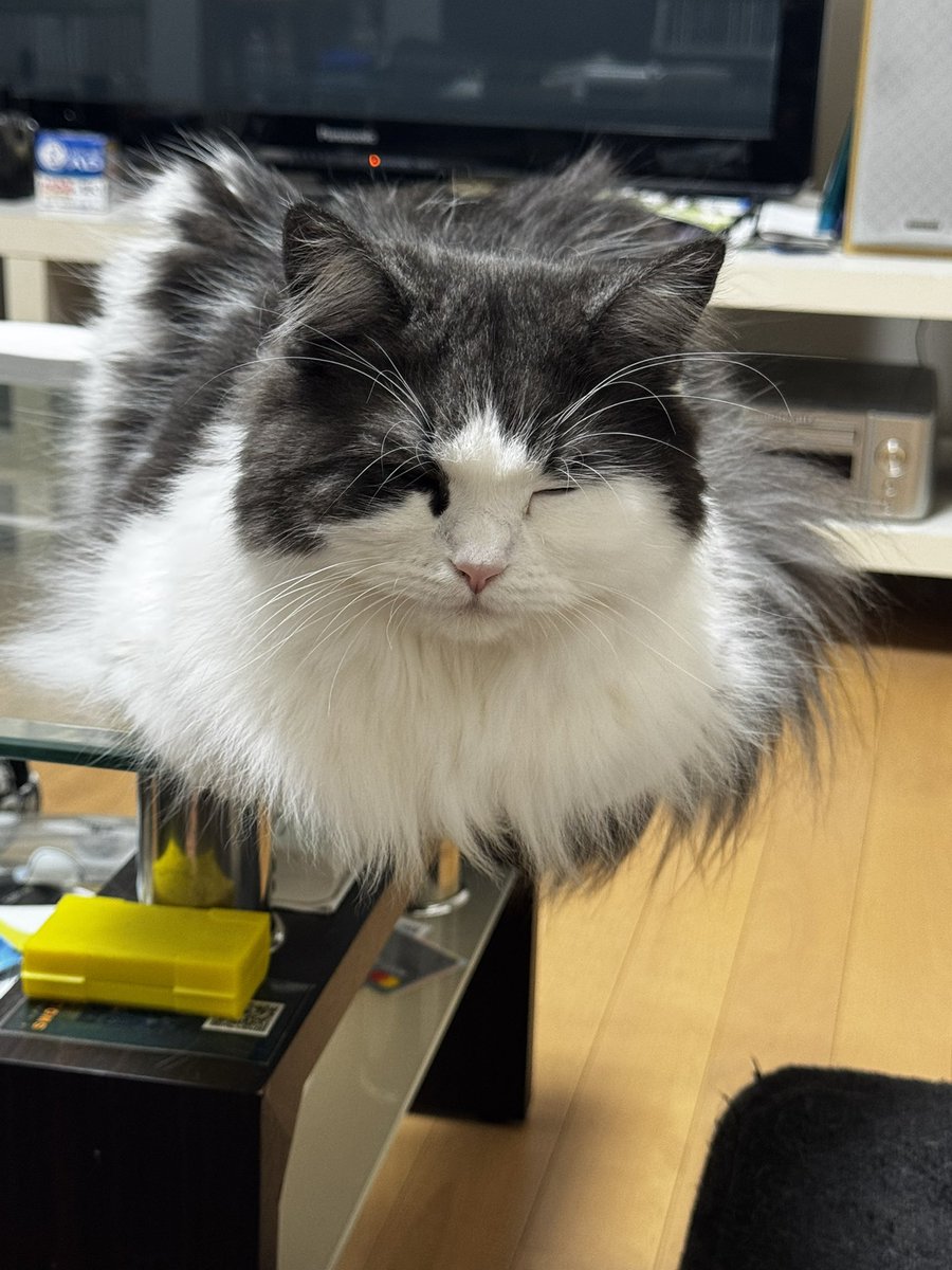 sikth0728's tweet photo. 目の前にいるけど何か眠そう https://t.co/QCI0pDBZR4