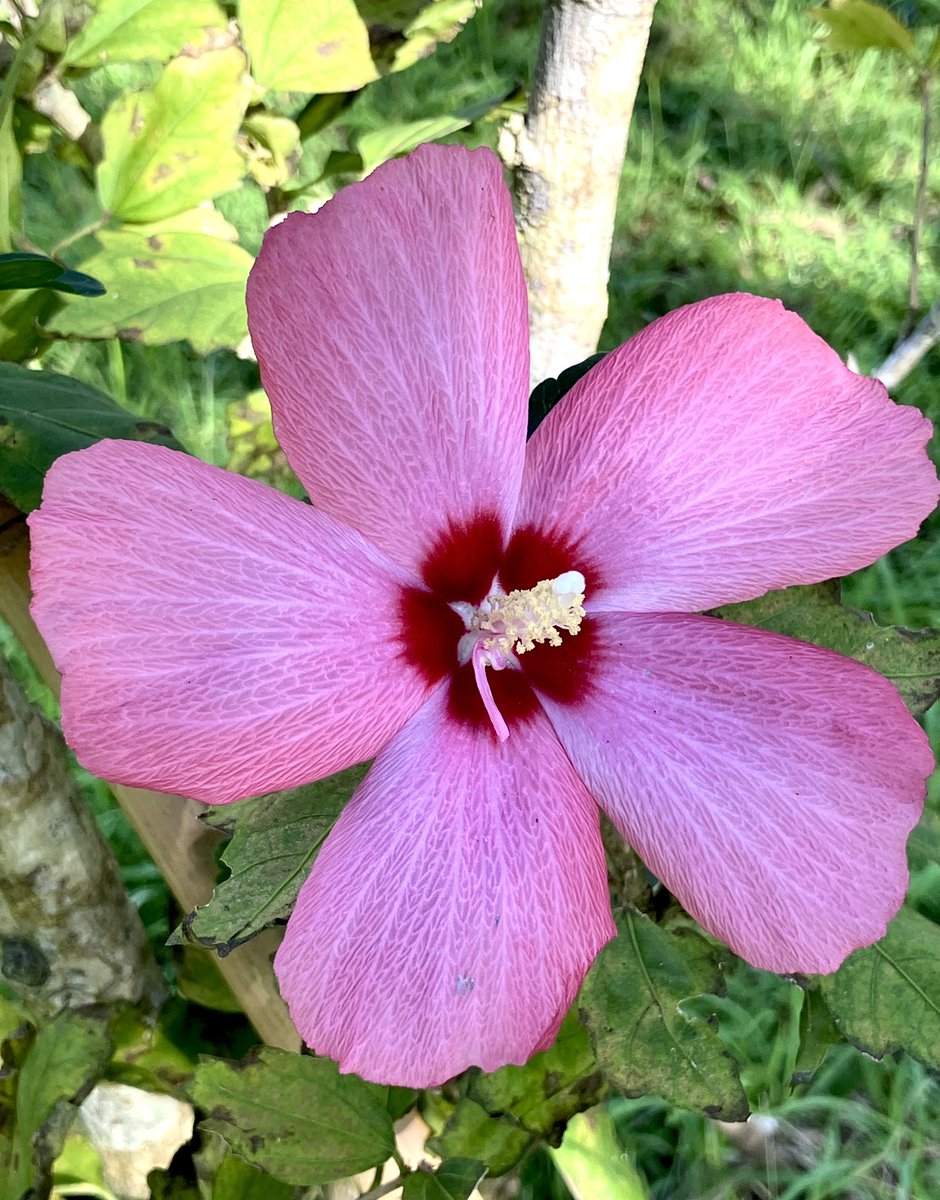 ponwinwin's tweet photo. After so many days of rain, the sun finally returned. I went for a walk and came across a variety of flowers, pausing for a moment to feel the quiet presence of nature. 🤍🧡❤️

* For personal reasons, I’ll be taking a break for a while. https://t.co/o5SqC335cF