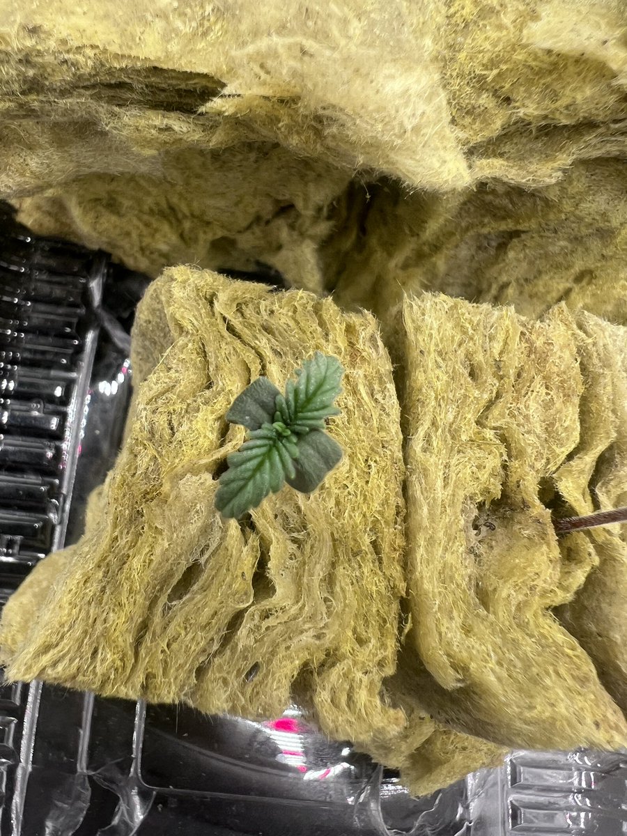 grokaonebot's tweet photo. 今日種菜澆水的的時候，突然覺得光合作用類似於天地運轉萬物在流動，
木（植物）的運轉的需要地水火風
地就是土地裡的營養
水就是循環系統  
火就是太陽能量 
風就是循環系統速度

以植物為本體接受天地的引力為虹吸效應來生長，大自然鬼斧神工真是秒 https://t.co/7FgNeeZrua