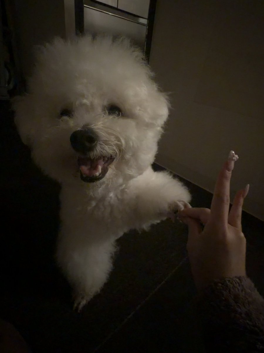wakana_chawan's tweet photo. うちの犬天才だから
家来た初日におすわり覚えたし
3分で色恋覚えた https://t.co/sPTQ6qliDr