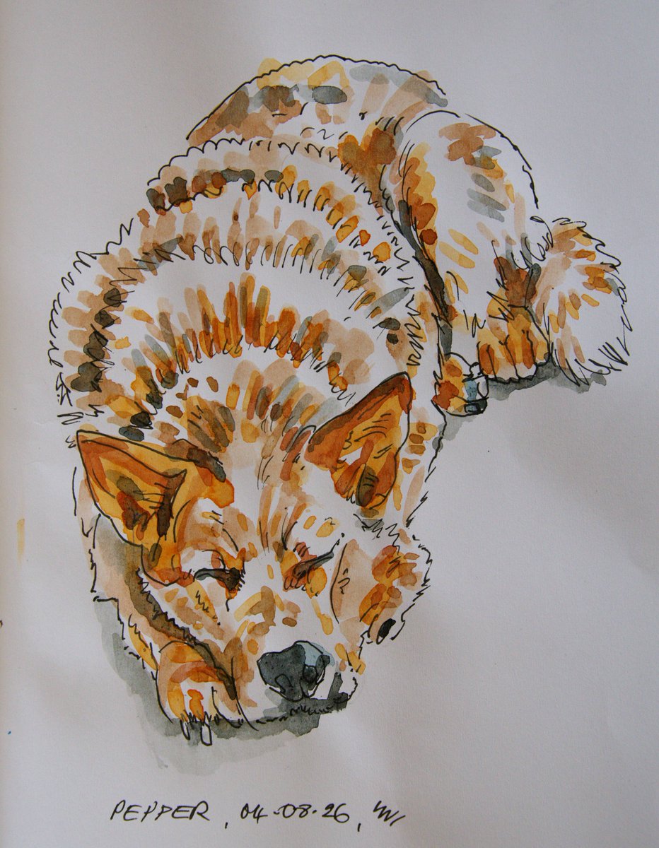 MitziePetr0k's tweet photo. Sleeping Dog. ” Pepper. https://t.co/iYV95LxhYe