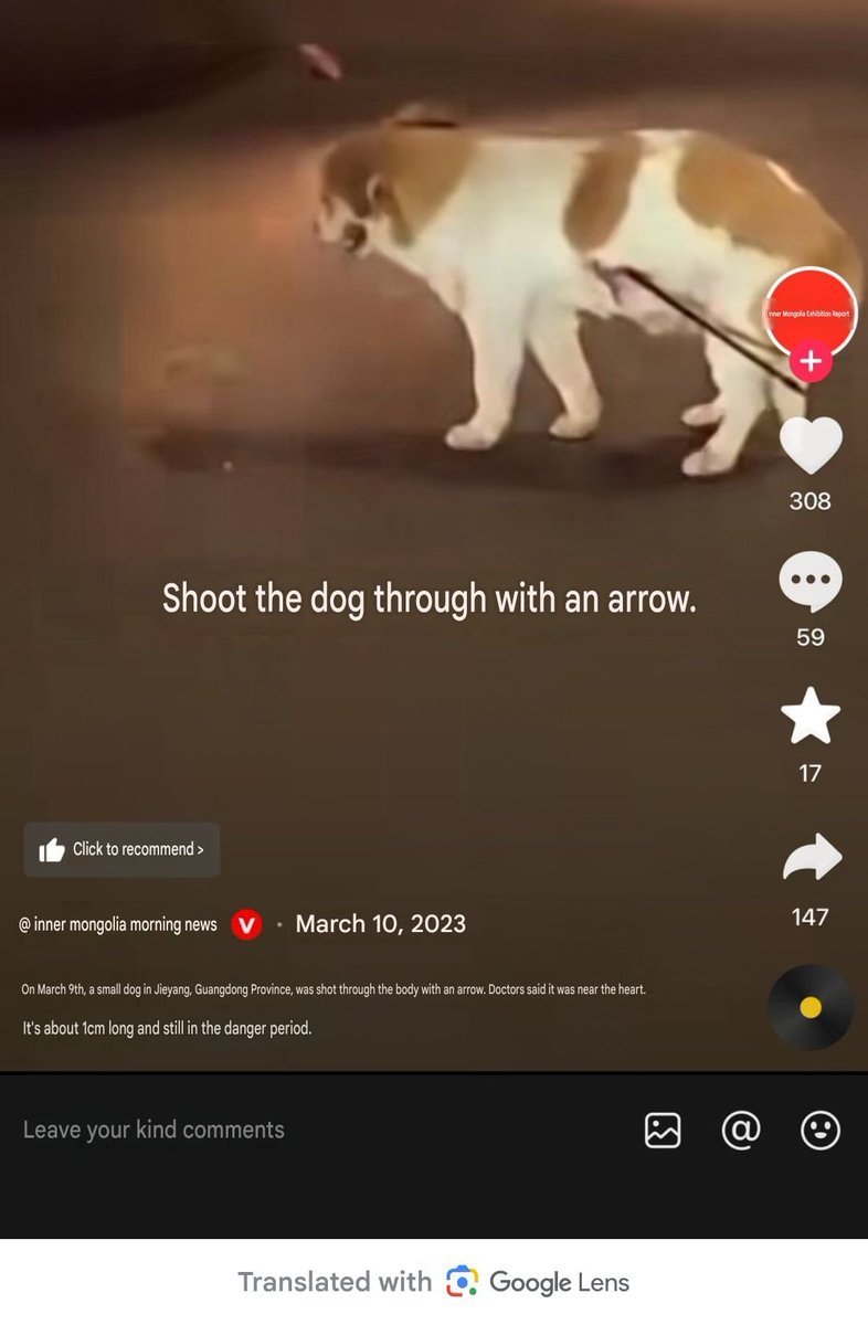 PhaedraXTeddy's tweet photo. That's a common activity in #China 🇨🇳, even considered a hobby by many Chinese moms. Men go out at night and do it together, boys do it after school. Even some females do it.
The athlete below is rare and brave, Chinese who try to #StopAnimalCruelty are persecuted by police. 
#XiVisit should require that #China finally outlaw #AnimalCruelty instead of making it a national pasttime like it's pickleball .
#StopAnimalCrueltyChina 
#JusticeForWangWang