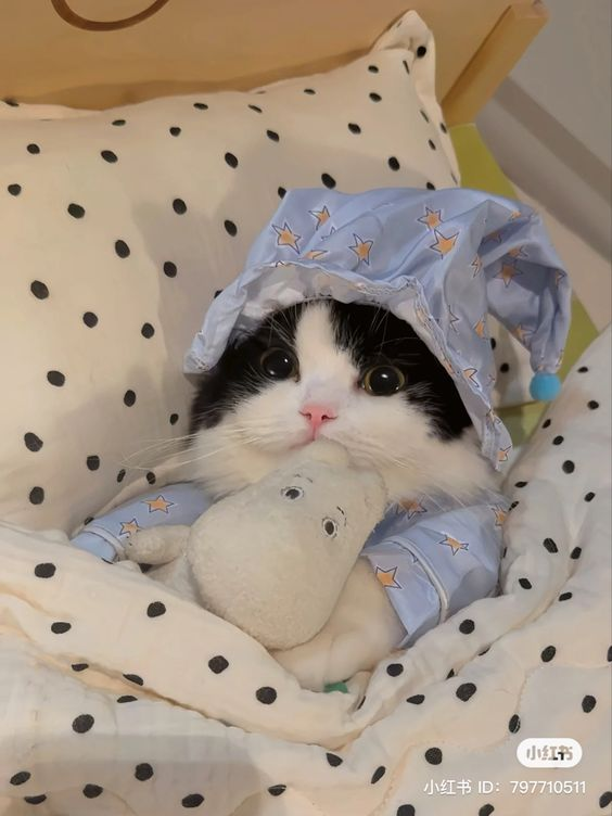 smallcutekitten's tweet photo. https://t.co/gPl3JqJlxg