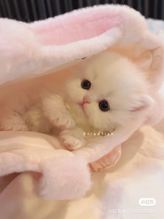 smallcutekitten's tweet photo. https://t.co/7b1u7OExAU