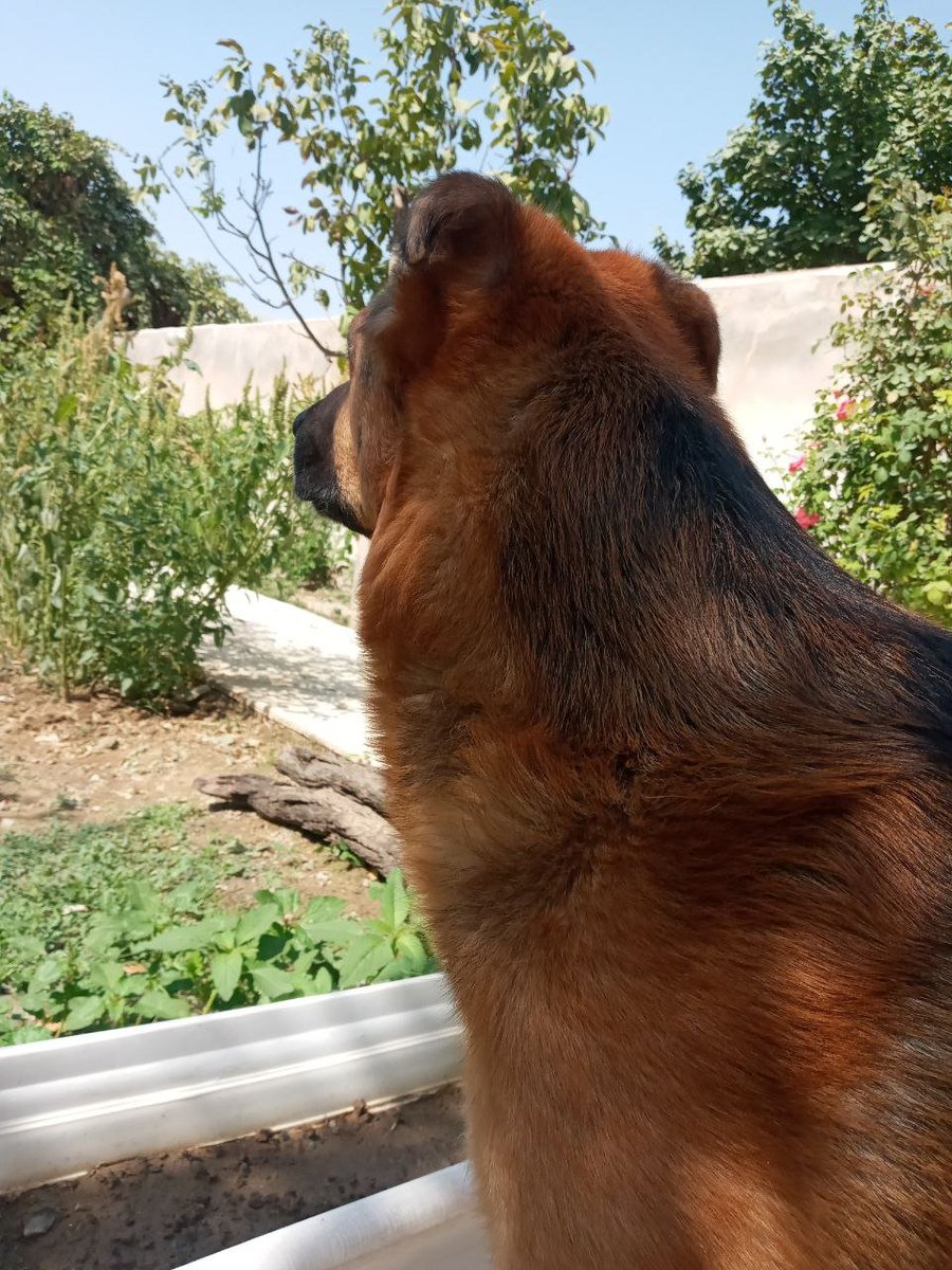 SepideRahimizee's tweet photo. Good boy 
#dogsoftwitter #gsd #germanshepherd #x #tweet https://t.co/mACyWbjNYT