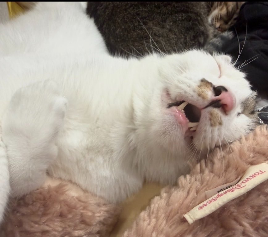 ElDesperado5's tweet photo. 家を見てくれ���る妹家族から来た「猫たちが帰りを待ってるよ」の図

待ってない

#猫 https://t.co/jpLFyHQv31