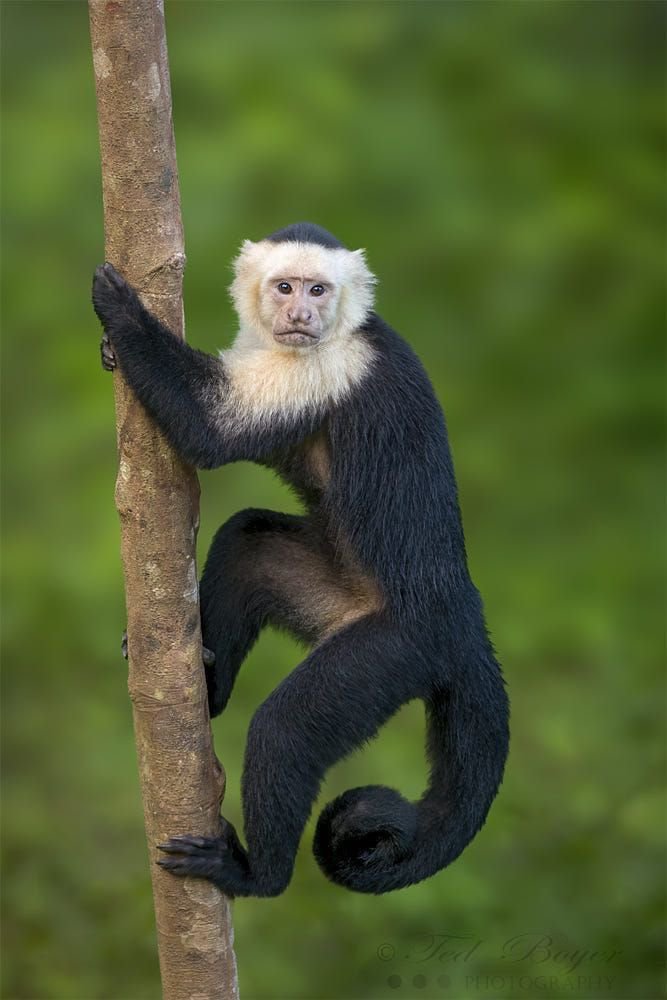 MaxiCohenccrc's tweet photo. 🌿🐒 A moment of pure curiosity in the wild. Nature has a way of creating the most unforgettable expressions. 📸✨
What do you think this little explorer is thinking?
#WildlifePhotography #NaturePhotography #Wildlife #AnimalPhotography #Photography https://t.co/9UnGq7b0LD