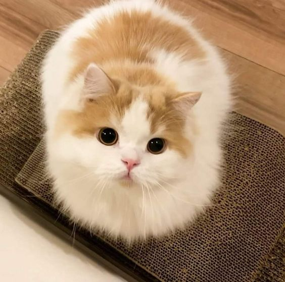 smallcutekitten's tweet photo. innocent eyes https://t.co/xR1Z3nbDYz