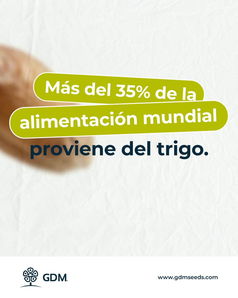 GDMSeeds's tweet photo. El trigo sostiene una de las cadenas alimentarias más importantes del mundo.
 Detrás de cada variedad hay investigación, datos y desarrollo para mejorar su estabilidad y adaptación.
 En GDM, trabajamos para que este cultivo esencial siga avanzando con más eficiencia y calidad. https://t.co/bqXX87V1pm