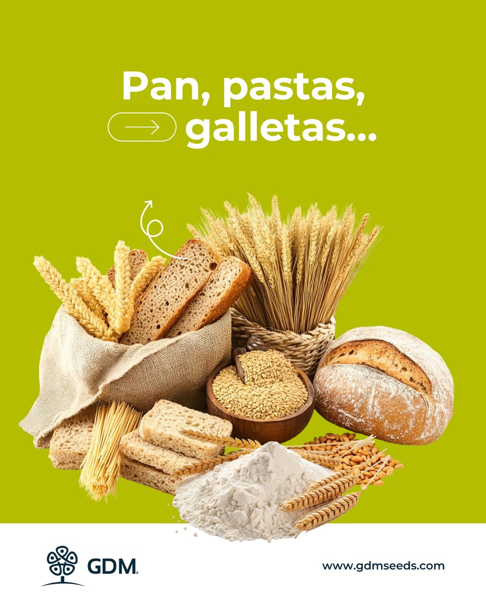 GDMSeeds's tweet photo. El trigo sostiene una de las cadenas alimentarias más importantes del mundo.
 Detrás de cada variedad hay investigación, datos y desarrollo para mejorar su estabilidad y adaptación.
 En GDM, trabajamos para que este cultivo esencial siga avanzando con más eficiencia y calidad. https://t.co/bqXX87V1pm