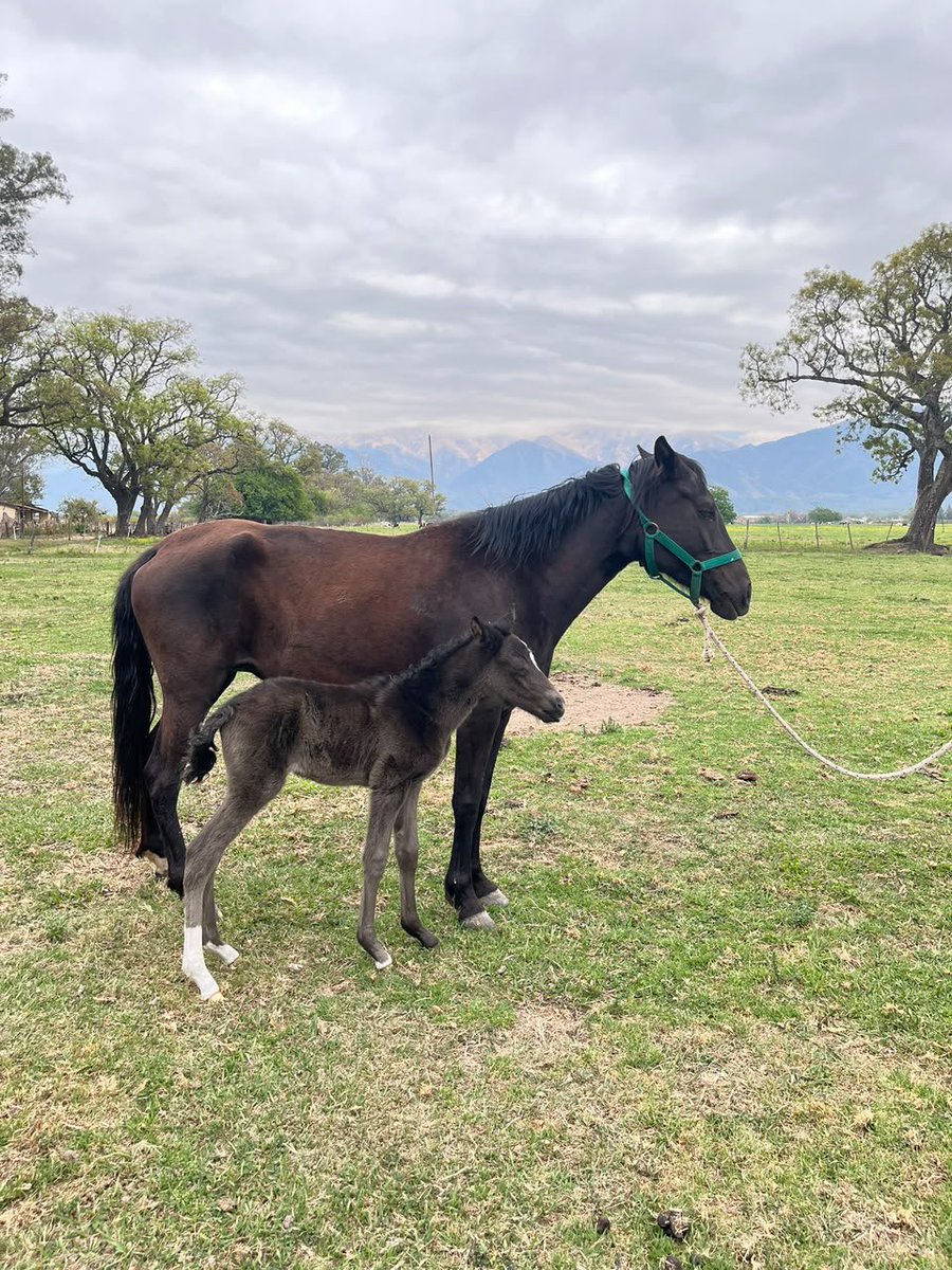 luquitasvidal's tweet photo. Es de mi agrado informarles que ha nacido Don Carlos. Lleva el nombre de mi tío, que antes de partir me regaló la yegua. Siempre en mis oraciones. https://t.co/pFBGRmHUby