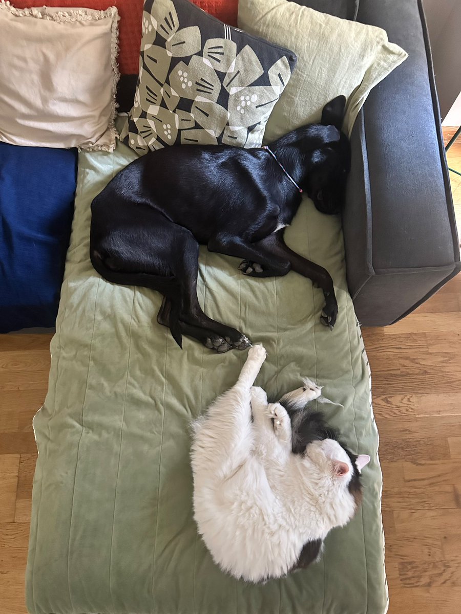 nesliko's tweet photo. Noel 1-2 yaşlarında bi kız, İstanbul ‘da yuva arıyoruz. Şu an geçici yuvasında 2 köpek bir kediyle yaşıyo ve pati vermeyi reddediyor. Bence cool bi özellik ama illa ben öğreticem derseniz müracaat:  0538 880 01 84 https://t.co/U4gTQhfrUY