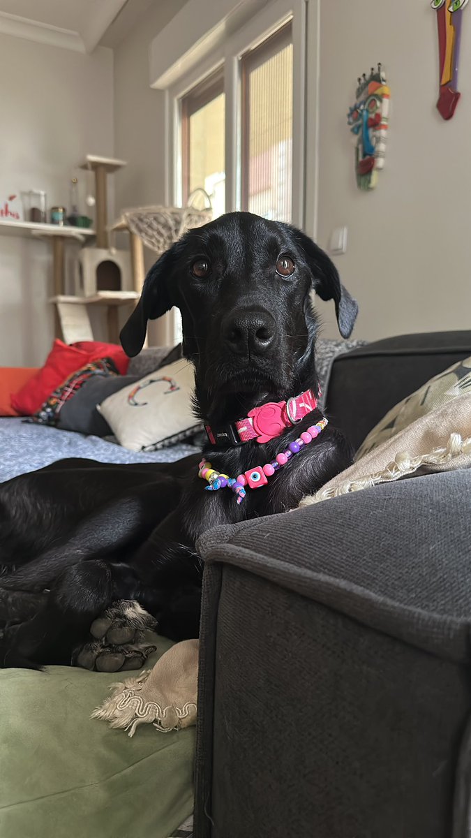 nesliko's tweet photo. Noel 1-2 yaşlarında bi kız, İstanbul ‘da yuva arıyoruz. Şu an geçici yuvasında 2 köpek bir kediyle yaşıyo ve pati vermeyi reddediyor. Bence cool bi özellik ama illa ben öğreticem derseniz müracaat:  0538 880 01 84 https://t.co/U4gTQhfrUY