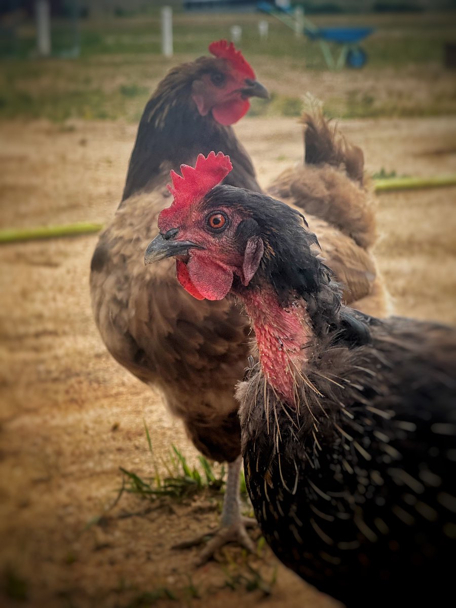 BorisFranzese's tweet photo. Yesterday at Hope’s riding lesson, a large front moved in. The photos made it look as though part of the screen hadn’t loaded: a giant, blurry wall of rain, plus a curious chicken and a cowgirl. Day 227 of 365 https://t.co/0iBVfdDQwF