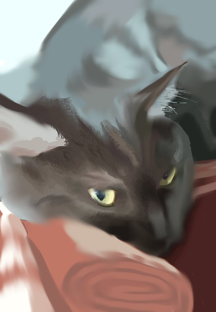 WofulBadgeX's tweet photo. @whimsyynvia The art is wonderful, but is the contrast supposed to be low? By the way, here’s my digital art of a kitty, still a wip https://t.co/SVZE14B06o