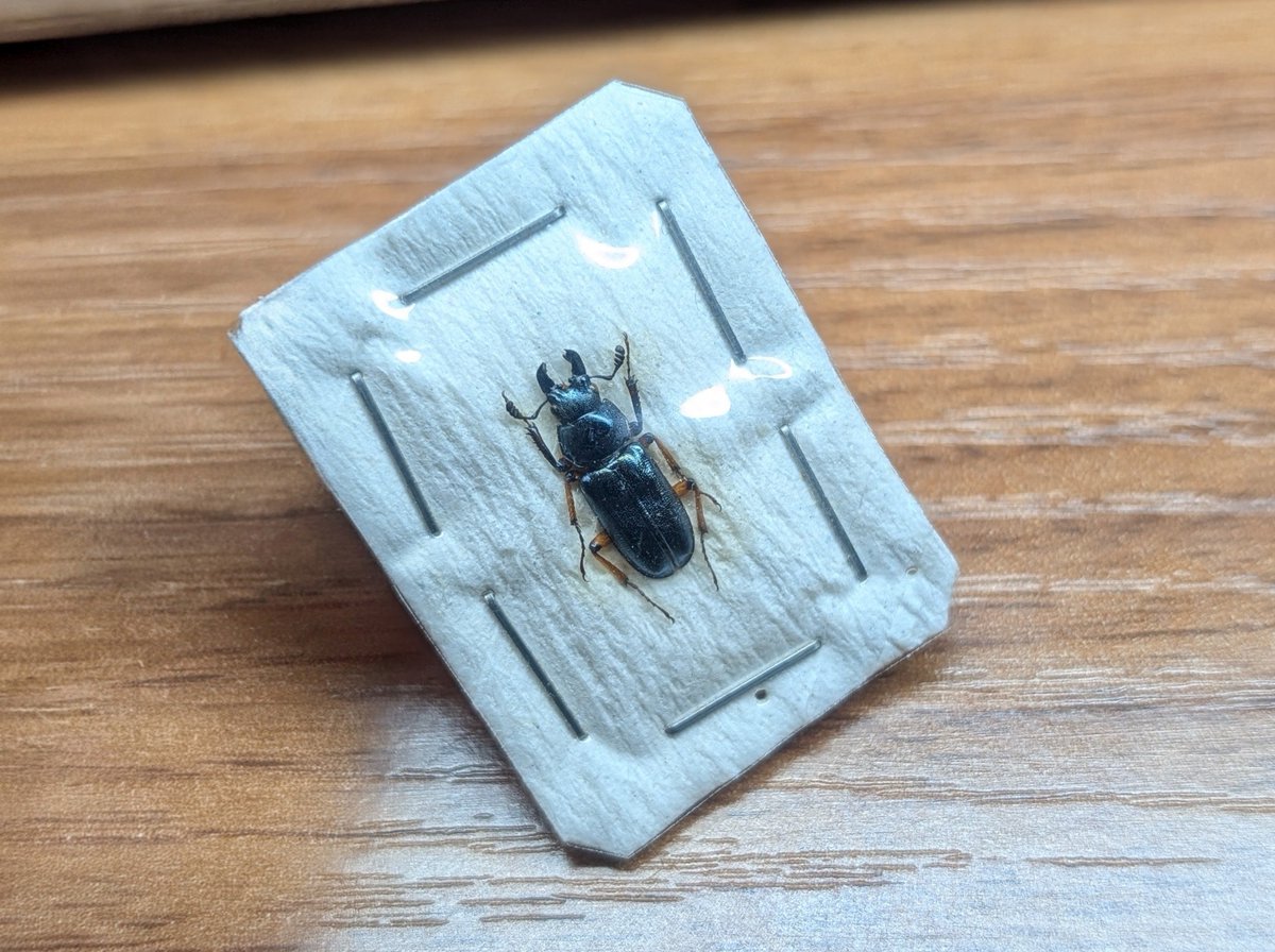 n1k2's tweet photo. ふと目に入った青系のルリクワガタを購入。サイズも13mm-で良い色。
（消しゴムマジック優秀…）
#インセクトフェア https://t.co/qGypzBlK9p