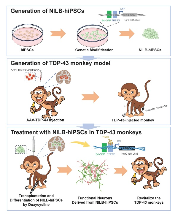 Int_J_Biol_Sci's tweet photo. Non-human primate TDP-43 proteinopathy model shows doxycycline-inducible NILB-hiPSC transplantation improves motor function and reverses TDP-43 mislocalization, offering a potential therapy.
🔗https://t.co/dUzoZl6ygy
#TDP43Proteinopathy #StemCellTherapy https://t.co/YeEuCDMfZG