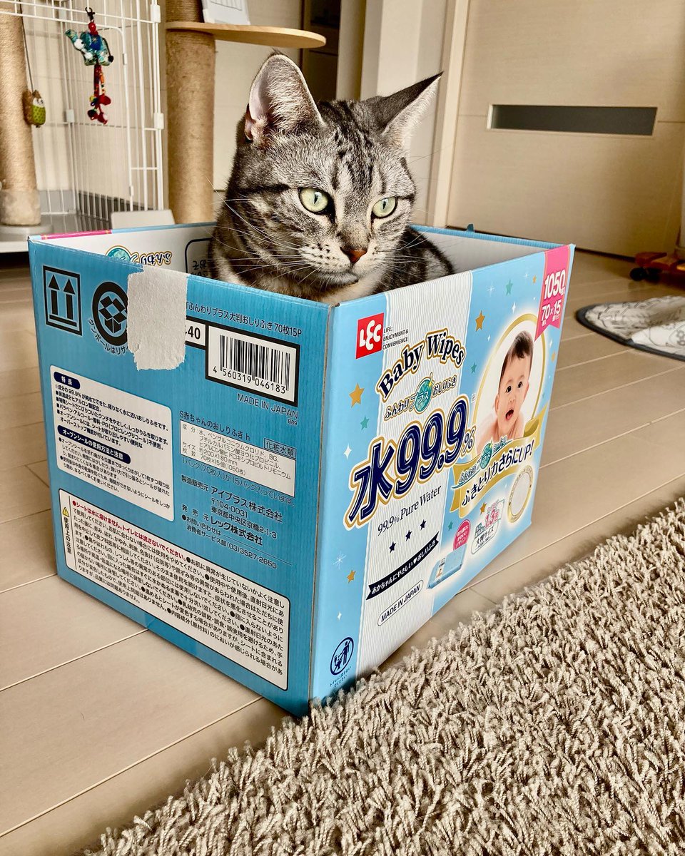 SimaNicholw1ps's tweet photo. Min-chan in a box😺 https://t.co/f2aiuuV8qr