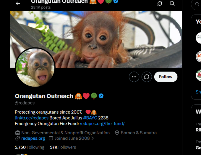 beyourloverboy's tweet photo. @redapes
 Want funding through crypto donations? - 
@redapes
 is Orangutan Outreach 

They just posted that they want and accept crypto donations

Is this not a god donation narrative?

9a5HGoi8yWZnNJyVEu1aBTzdmdgKvKPrFziFMoPjJGBB https://t.co/75ItIhlIao
