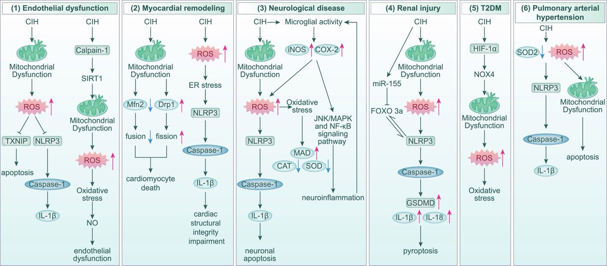 heniek_htw's tweet photo. Mitochondrial Dysfunction and Oxidative Stress in OSAHS and Associated Comorbidities: Mechanism and Potential Targeted Therapeutic Strategies
https://t.co/npCIeNSsQm https://t.co/XO2GxSalLP