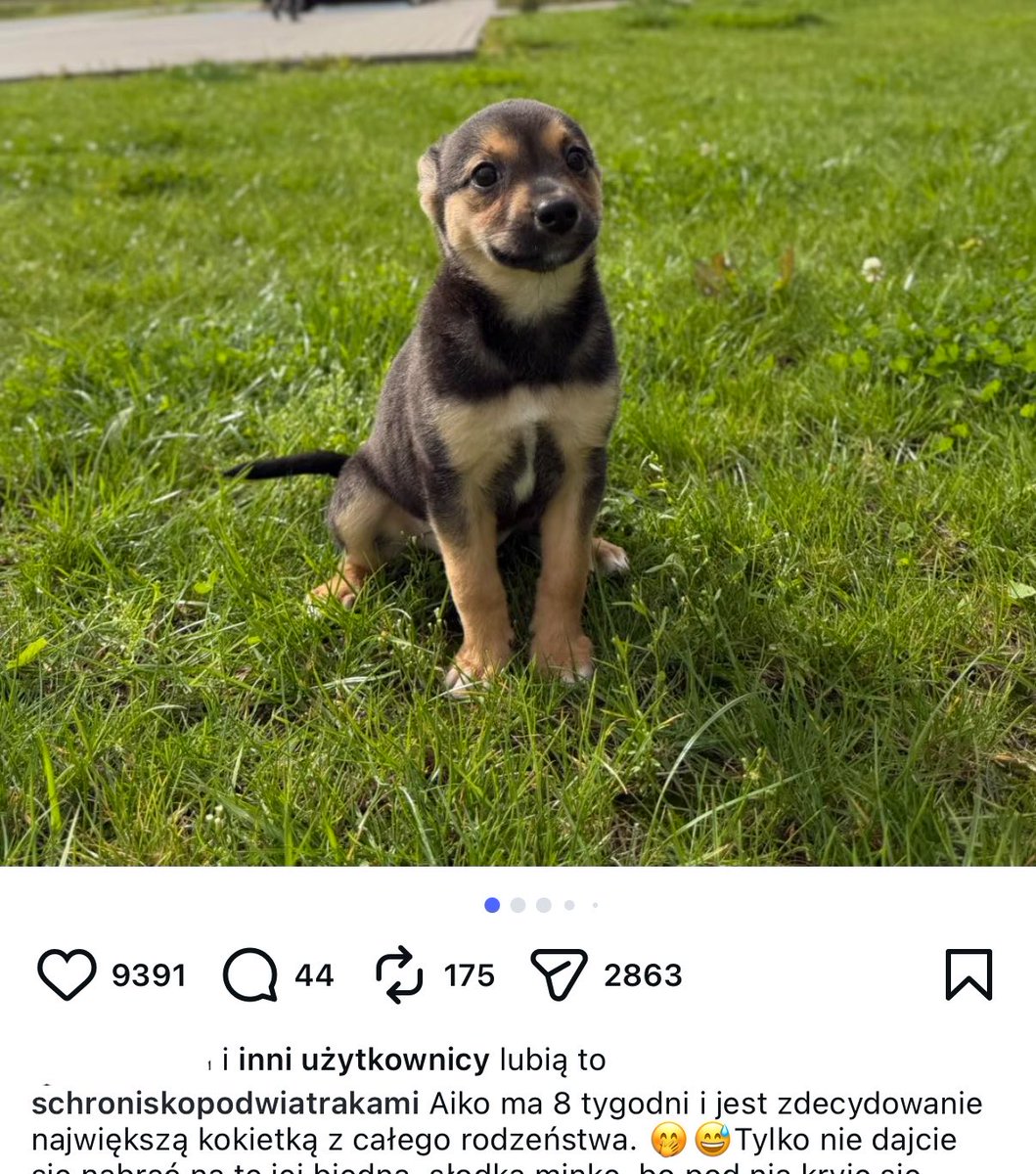 pierozektae's tweet photo. przewinęło mi sie to zdjęcie na ig i się prawie popłakałam z czułości boże patrzcie jaka miła uprzejma myszunia https://t.co/wkEYdPkKGd