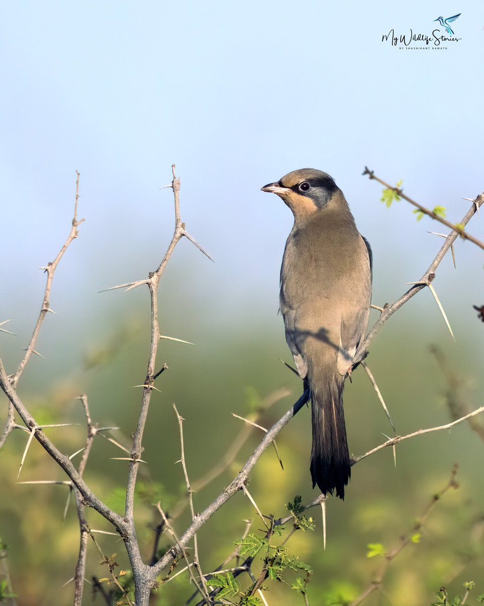 DanStrangsm3c2's tweet photo. Grey Hypocolius — on the outskirts of Jamnagar, Gujarat. A rare migratory bird found in North Africa, Afghanistan, Pakistan, and western India, particularly the Kutch region. https://t.co/LyNLDlTeo5