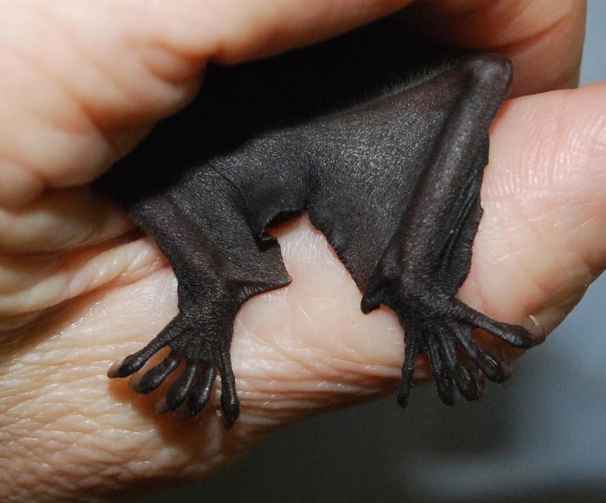 urgoregff's tweet photo. bat claws 🖤🦇 https://t.co/yXJGN190Rm