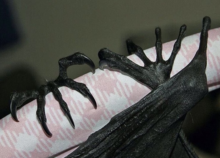 urgoregff's tweet photo. bat claws 🖤🦇 https://t.co/yXJGN190Rm