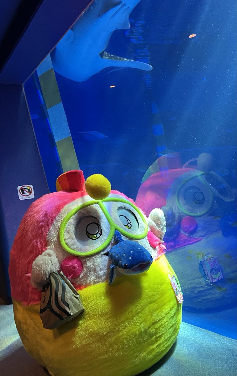 pukumaru2929's tweet photo. ぬいぐるみのジンベエザメ「プクべえ」ちゃんの故郷、のとじま水族館（ブルーオーシャン）プク〜 https://t.co/oeeEd8Nwlg
