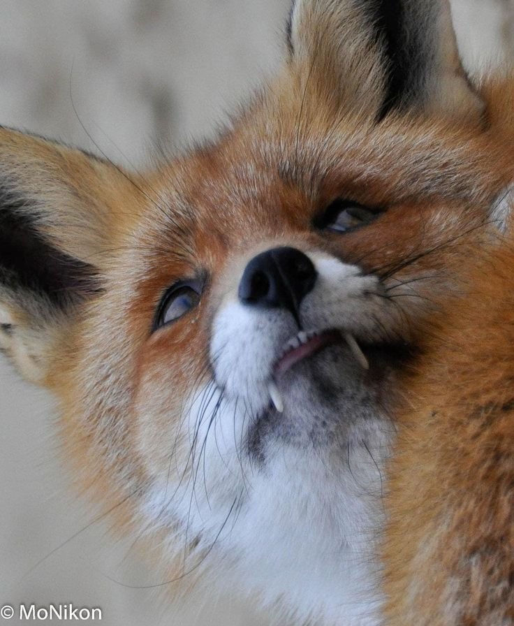 Joey_FS's tweet photo. Foxfaratu https://t.co/rFUjwhNPIj