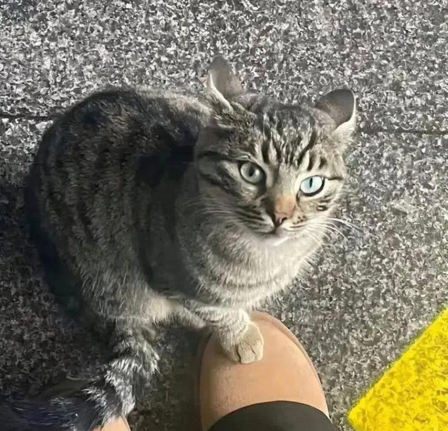 cutestscats's tweet photo. signature https://t.co/PmRWJLE5jS