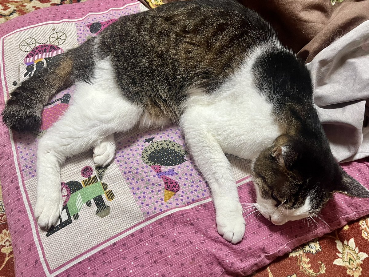 KOMAhappygiving's tweet photo. ２匹の日常。

#ネコ #ネコの居る生活 #居候ネコ #預かりネコ #猫 https://t.co/6nmPb3kVXB