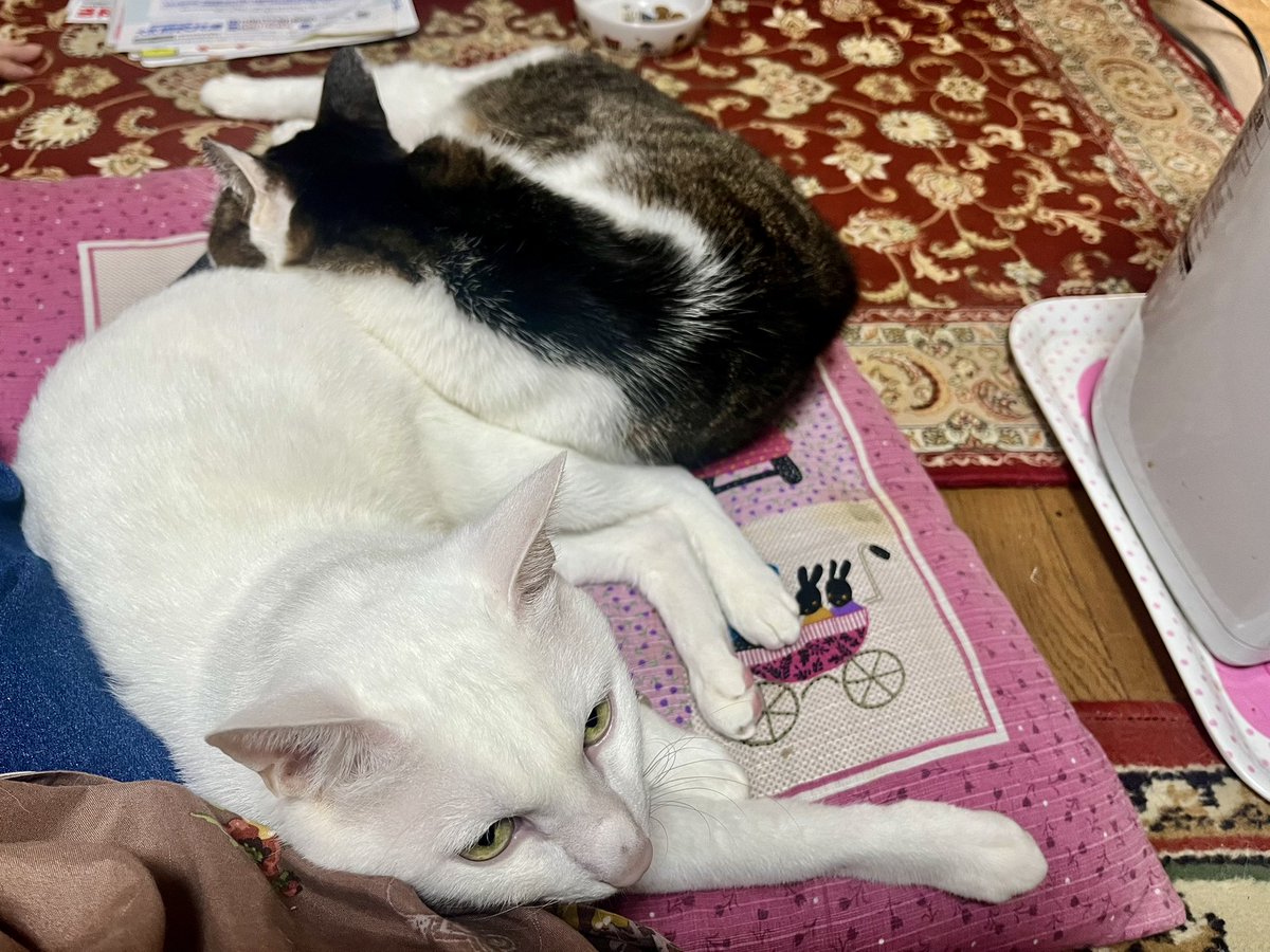 KOMAhappygiving's tweet photo. ２匹の日常。

#ネコ #ネコの居る生活 #居候ネコ #預かりネコ #猫 https://t.co/6nmPb3kVXB