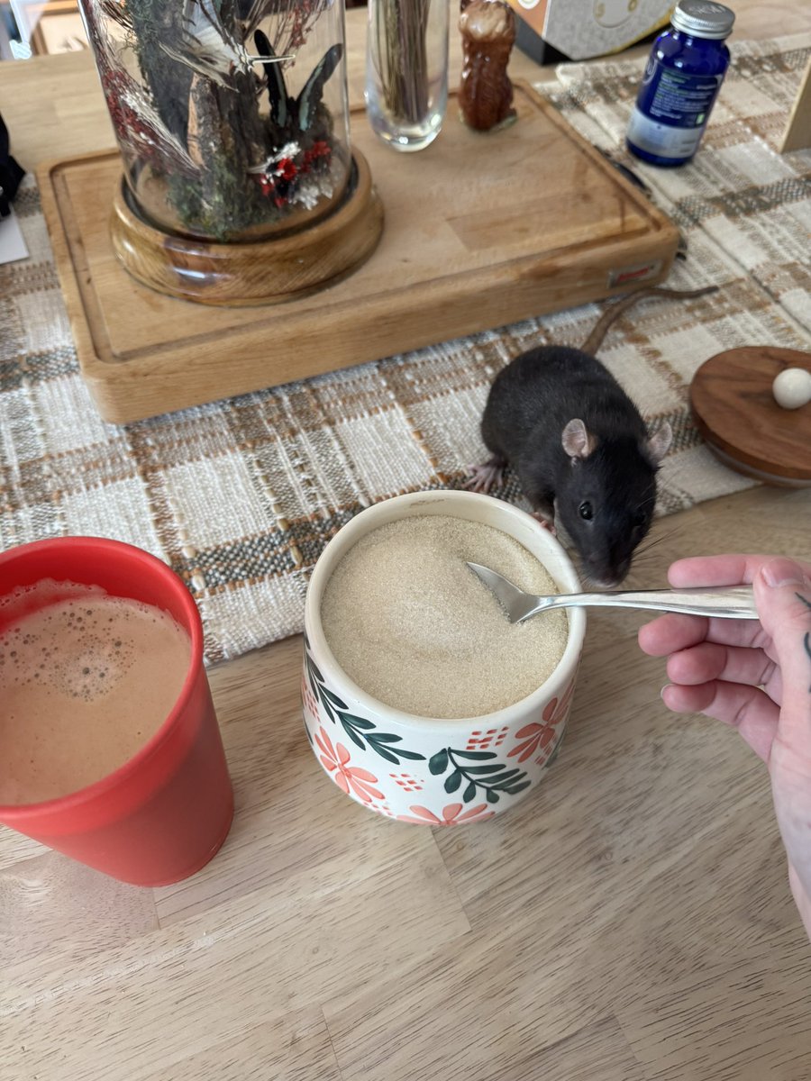 RatsPicnic's tweet photo. Every morning- the first rats to greet me get to come with me while I make my morning coffee https://t.co/NQrlXhgfPz