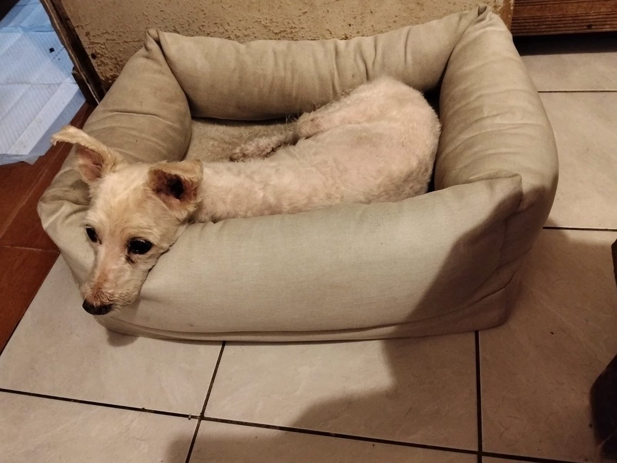 gllgina1's tweet photo. Loki su ayer.. su hoy💕 ya en su hogar temporal.. en los rayos x se ve bien su corazoncito pero tiene soplo.. es un perrito mayor muy tranquilo y le gustó mucho su camita 💕 aún en rehabilitacion🙏 https://t.co/vOUPt7aRHu
