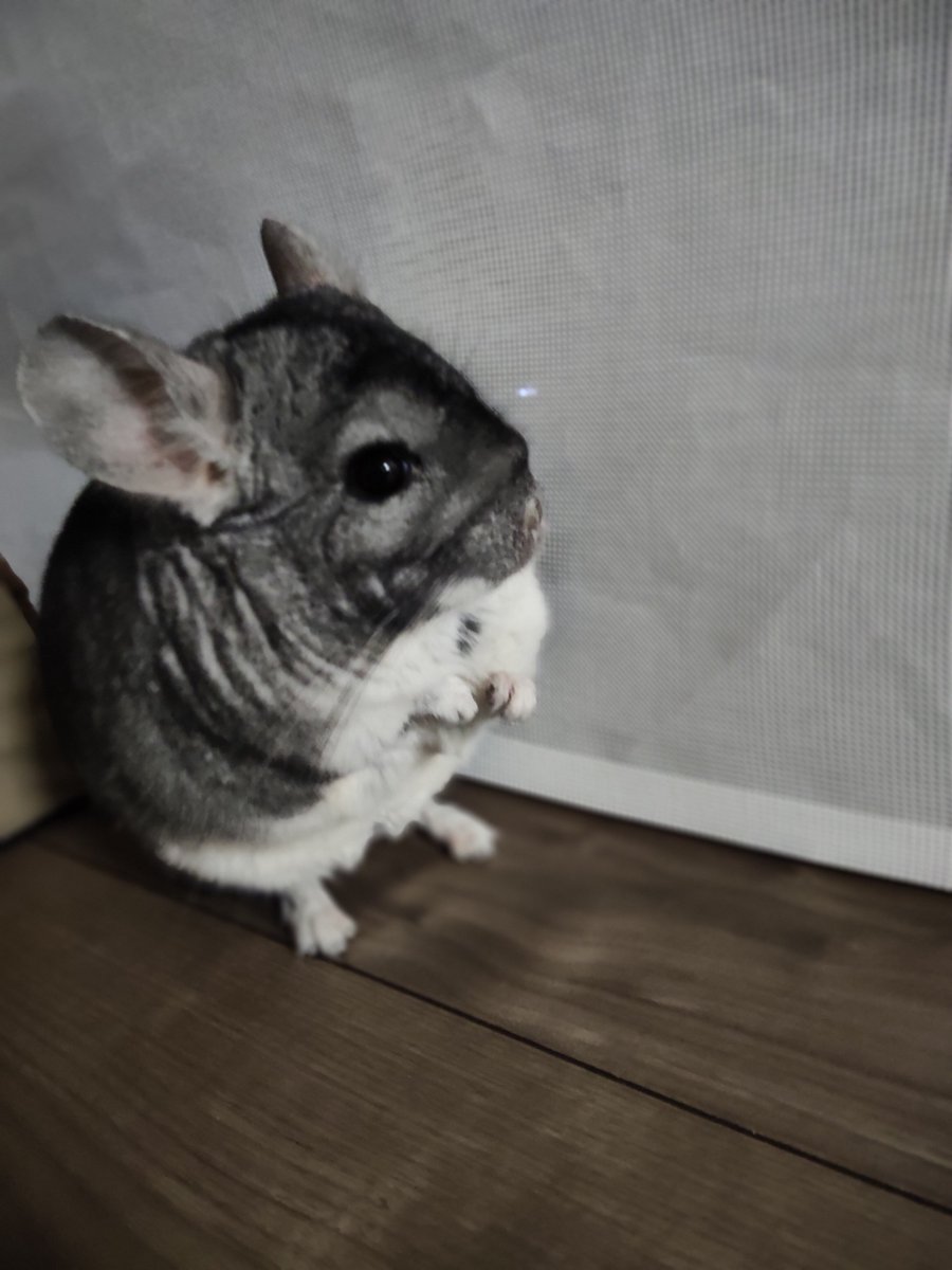 aaaaapoke's tweet photo. #チンチラのいる暮らし 
#ねんねの部屋に行きたい https://t.co/wB1fFJmIHV